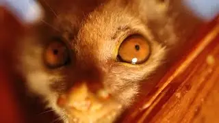 Meet the Tube-Nosed Bat