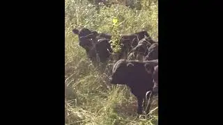 мощные быки