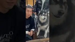#красота #животные