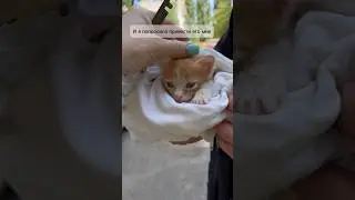 У меня новый малыш Рони 