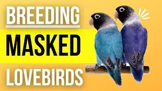 Breeding Pair of Black Masked Lovebirds