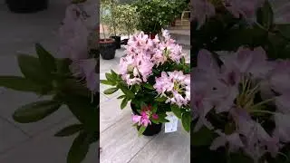 Рододендроны в Агро-ОПТ Махачкала