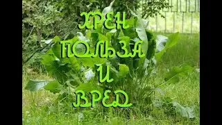 Хрен польза или вред?