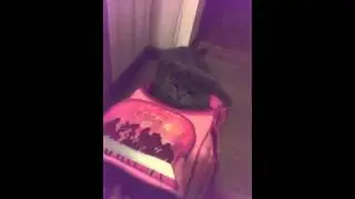 Портфель и сева))