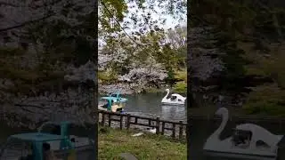 Природа, Сакура и Развлечения Весной в Японии / Nature, Sakura & Entertainment (Japan) #shorts