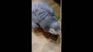 Gosha the parrot is a sweetheart. Greedy, with candy.