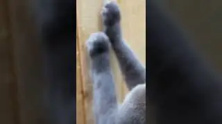 Russian Blue Cat