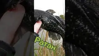 ✅Результат рыбалки.