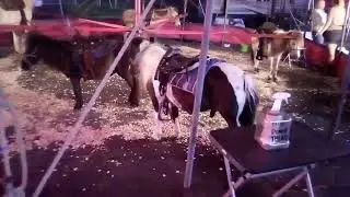Seeing that the Horses￼