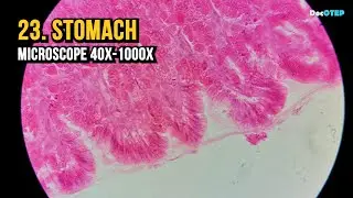 23. Stomach (Microscope 40x-1000x)