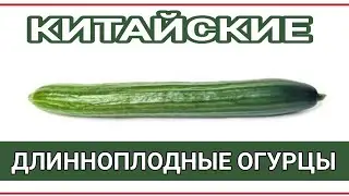 большой китайский