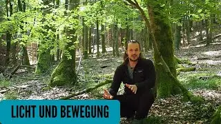 Waldfotografie- LICHT UND BEWEGUNG
