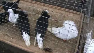Ярмарка голубей г.Краснодар 04.02.2024г. 2часть