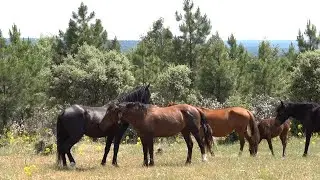 Caballos salvajes en el Alto Tajo: Impactante documental