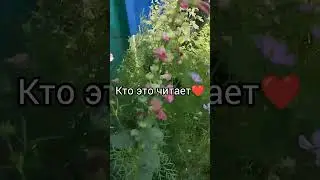 #лето #дача #shorts #топ