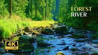 Soothing Sounds Water Stream and Birdsongs | A Relaxing Soundscape for Nature Lovers
