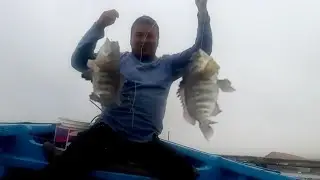 PESCA EMBARCADA ENCONTRAMOS UN POZO DE CABRILLAS I Tablita Fishing