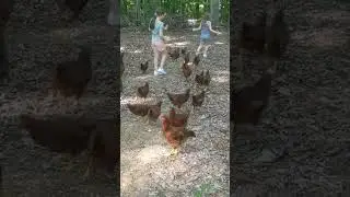 The girls and the chicken's