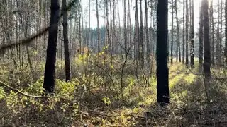 ПОСЛЕДНИЙ ОСЕННИЙ КОП. НАШИ КОПОУШКУ БРОНЗОВУЮ.