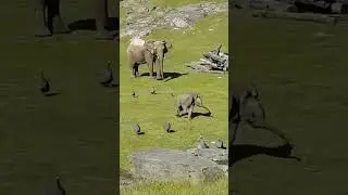 Веселый слоненок  #Shorts
