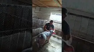 #деревня#хозяйство#поросята#жизнькрестьянская#