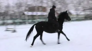 продается турнирная троеборная лошадь. Ализель, 2009. Украина