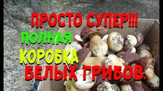 ПРОСТО СУПЕР!!! Полная коробка белых грибов.
