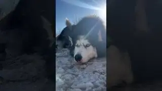 ДЕНЬ ХАСКИ