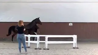 HP Tahiti Pearl (Total Hope x Apache x Furst Romancier)