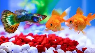 aquarium | my | new | fees | एक्वेरियम | नेया | माछलि