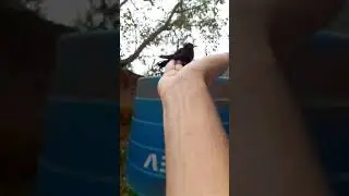 Resgate de um Beija-flor