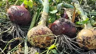 Лук и Чеснок без прополки! Ужас))😁👍