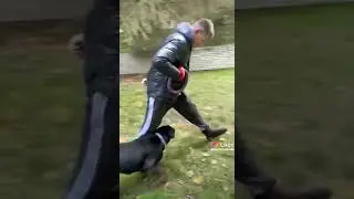 Ротвейлер Тай, звезда