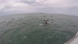 Dolphins 1