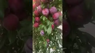 Колоновидная слива Империал саженцы в России | City Gardens