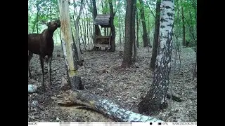 Благоварское районное отделение. Работа подкормочной площадки.
