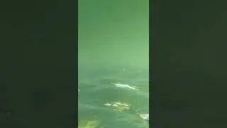 Медузы