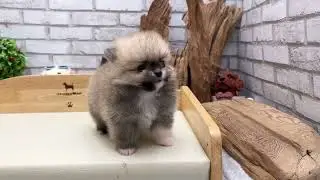 Cream Teacup Pomeranian - Peter