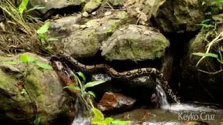 Boa constrictor