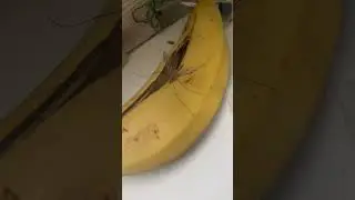 Комар