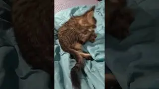 Пятнистый красавЕц!!! Little Maine Coon to clean