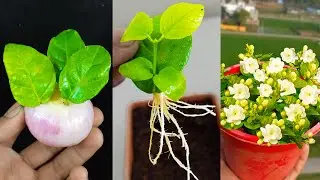 Easy Way To Grow Jasmine Plants From Jasmine Leaves With Aloevera And Onion 100 % Rooting Result !!