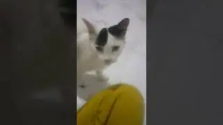 Mozy the cute cat #shorts #cats