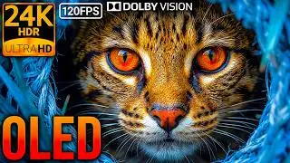 Pure Realism: 24K HDR 120FPS Animal Kingdom Dolby Vision OLED Demo (8K/4K Video)