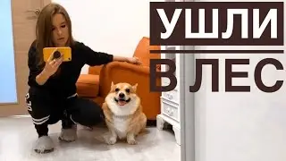 ПРОГУЛКА В ЛЕСУ с собаками. Осталась без СВЯЗИ!