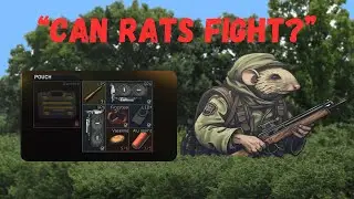 Can Rats Fight?