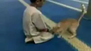 Mosque. Boy and cat.