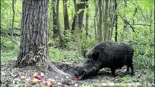 Лось, дикая свинья, косули и лиса на фотоловушку