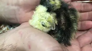 Утенок признал в кошке мамку.