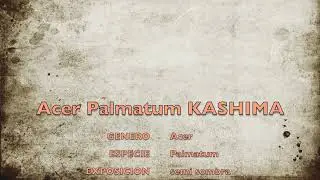 kashima acer palmatum